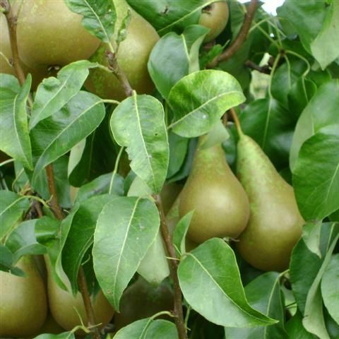 beeld patio perenboompje