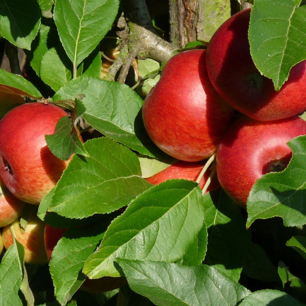 beeld appelboom halfstam
