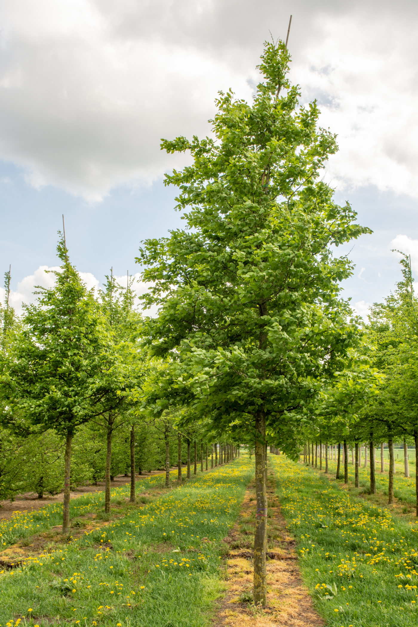 Carpinus betulus