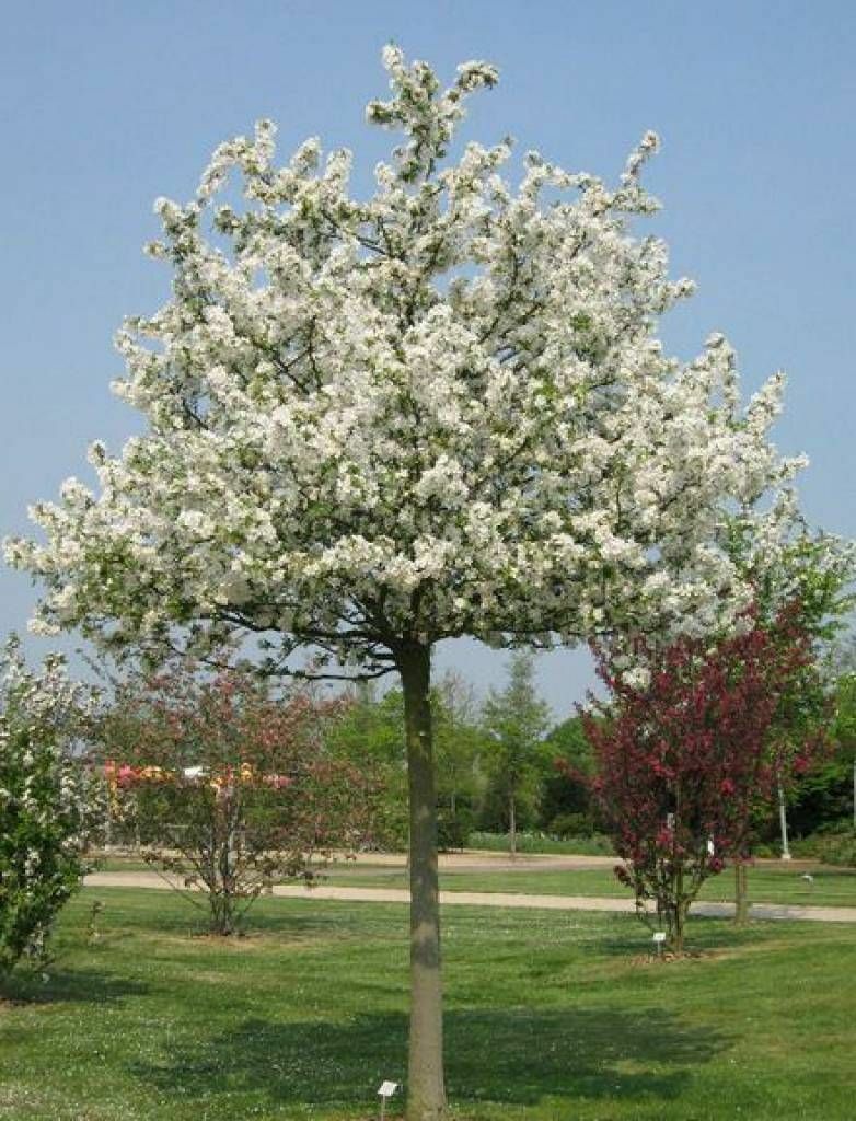 Malus Evereste