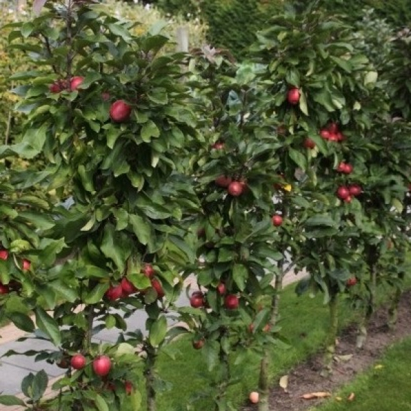 beeld appelboom