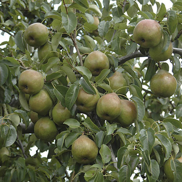 beeld perenboom