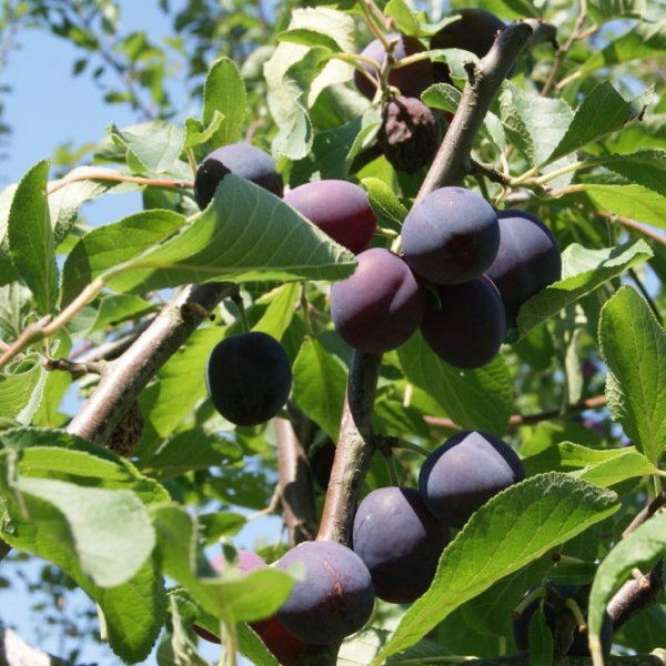 beeld pruimenboom