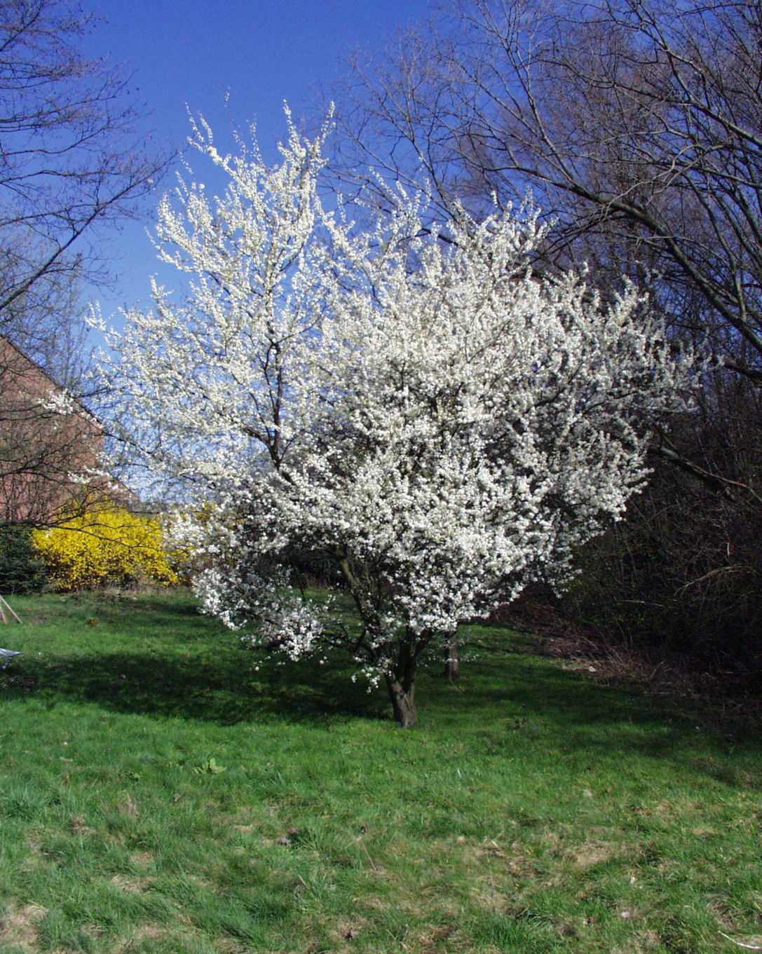 Prunus domestica Mirabelle de Nancy