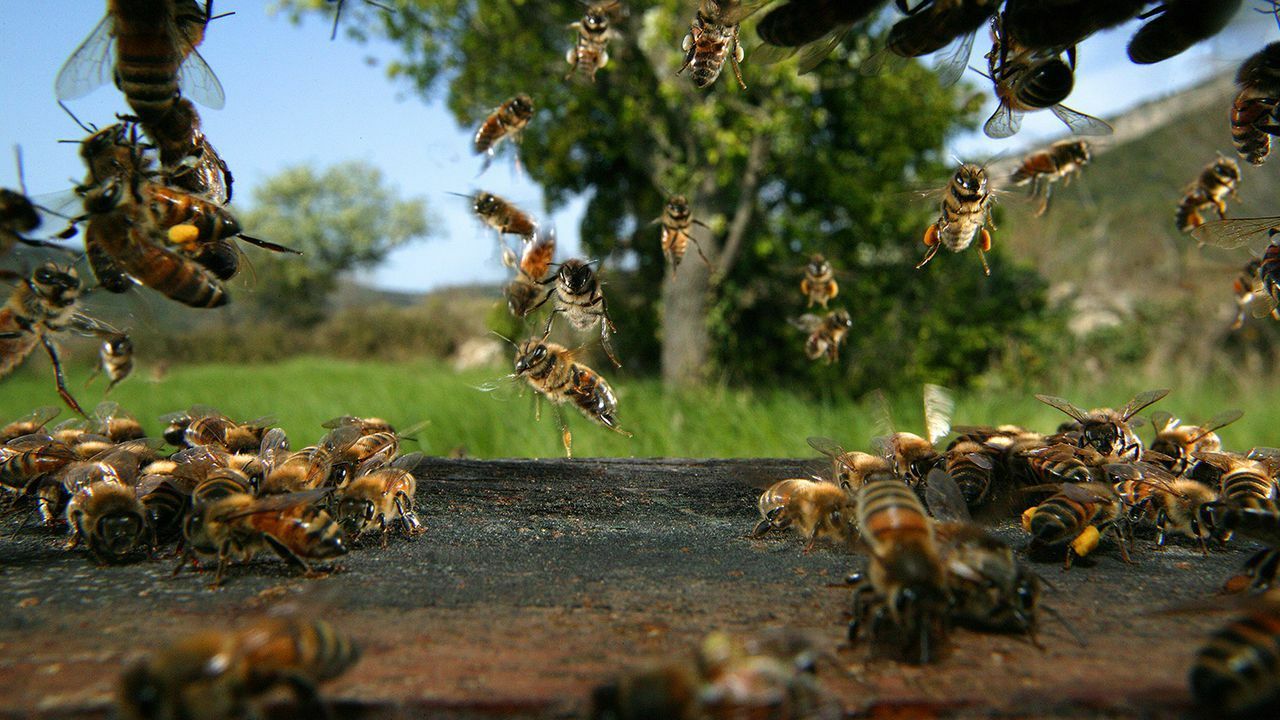 bezige bijen
