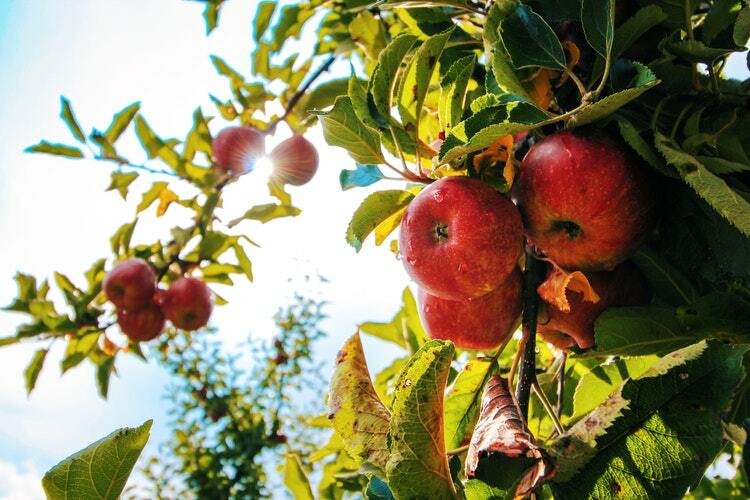 fruit in de boomgaard
