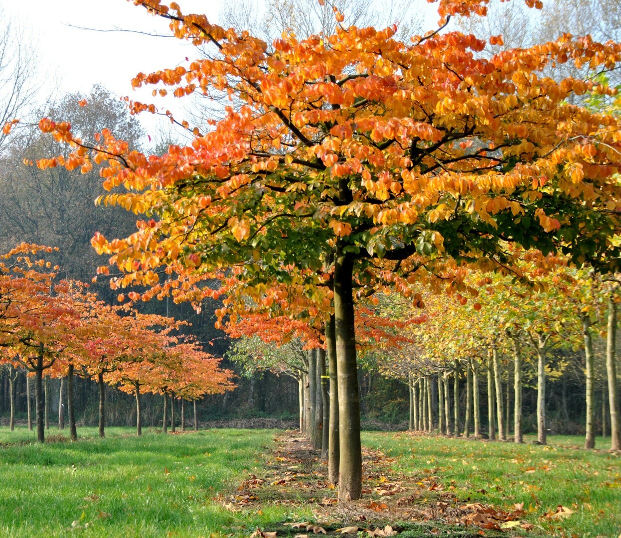 herfstwandeling