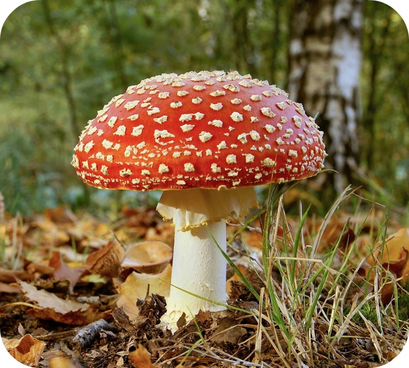 op een grote paddenstoel