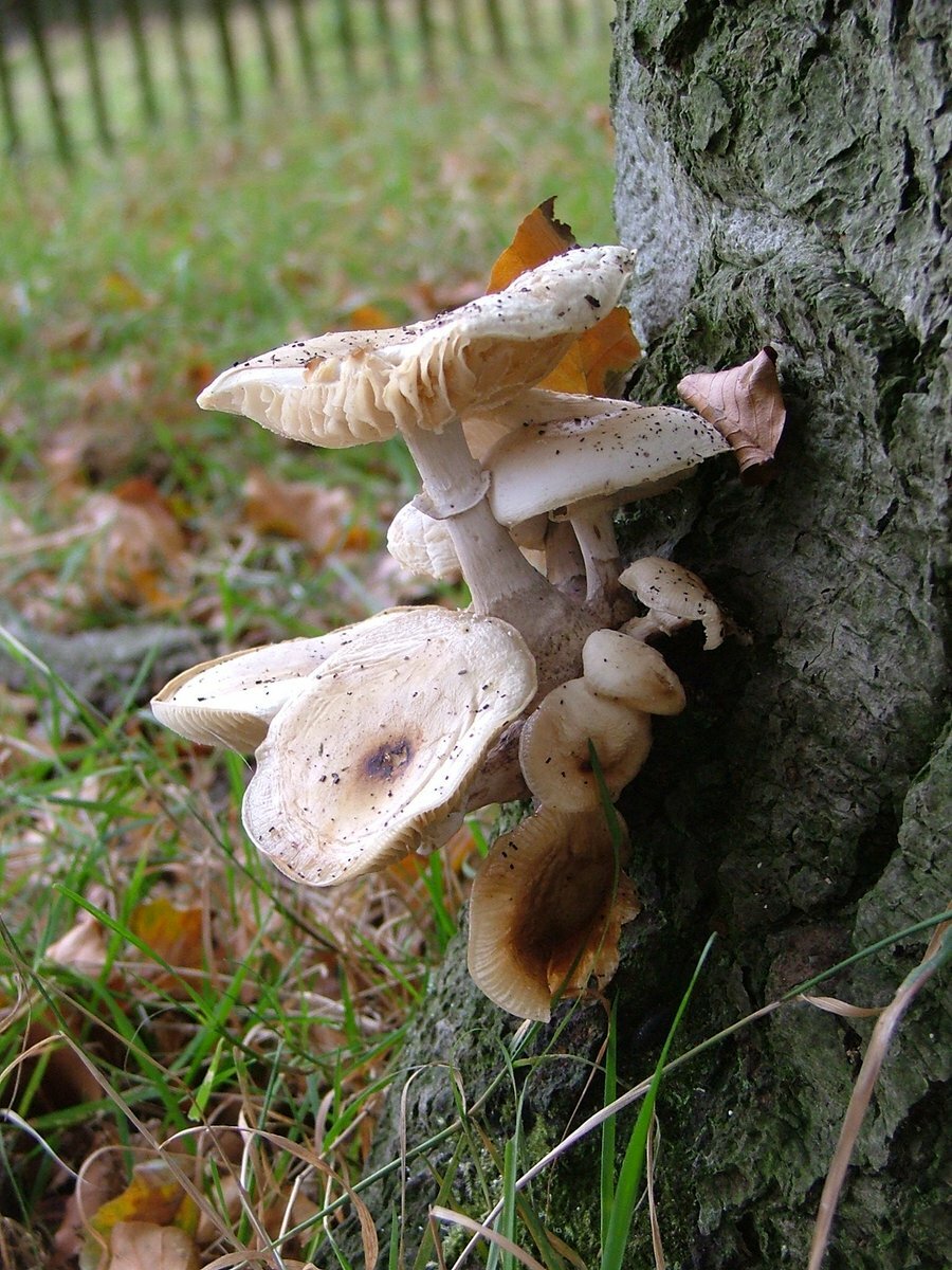 zwammen