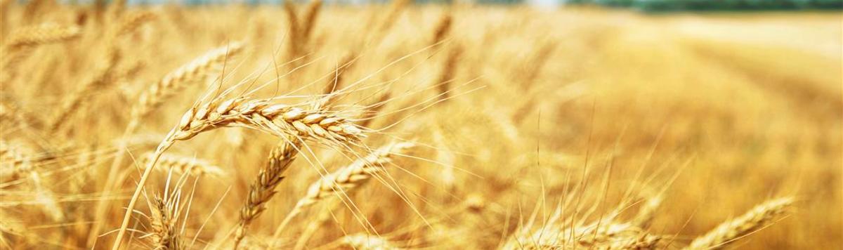 graanveld_istock_000038962196_large-medium-.jpg