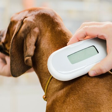 Registratie van honden en katten