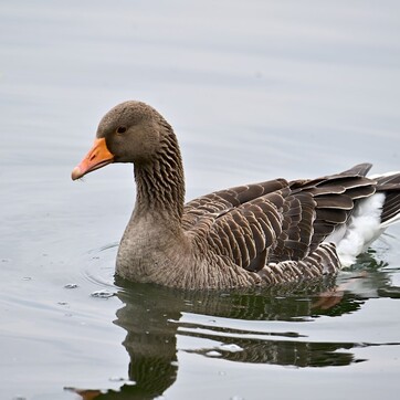 Vogelgriep