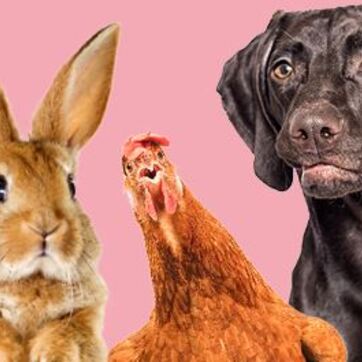 Werelddierendag 2023