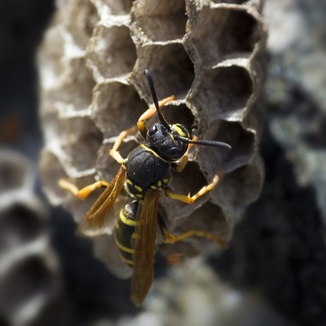Wespen, bijen en hommels
