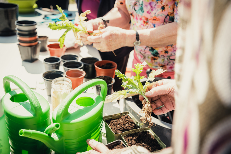 Bewoners van het woonzorgcentrum halen plantjes uit hun zaaipotjes om hen te planten in de moestuin.