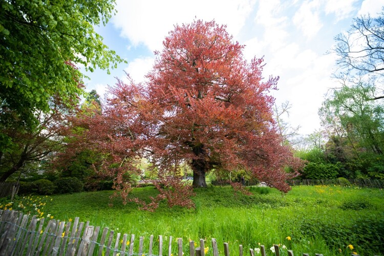 Rode buik, Kruidtuin