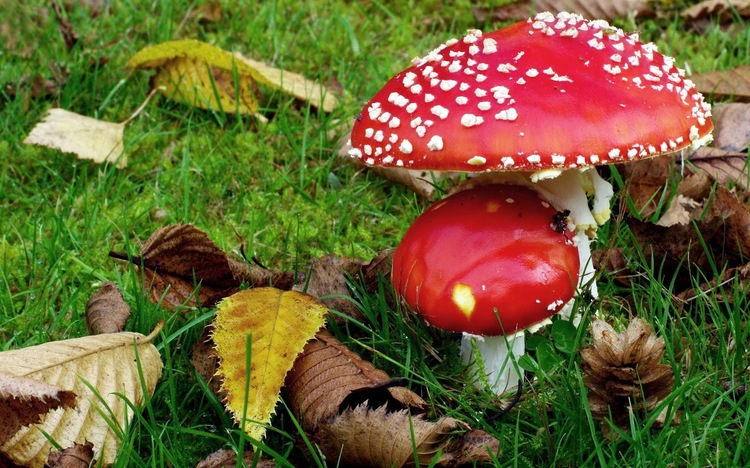 Paddenstoelen