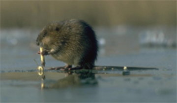 muskusrat in water