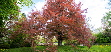 Wedstrijd: mooiste boom van Mechelen