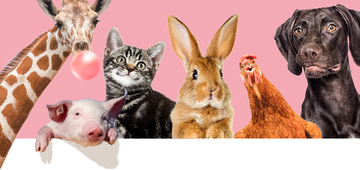 Werelddierendag zondag 1 oktober