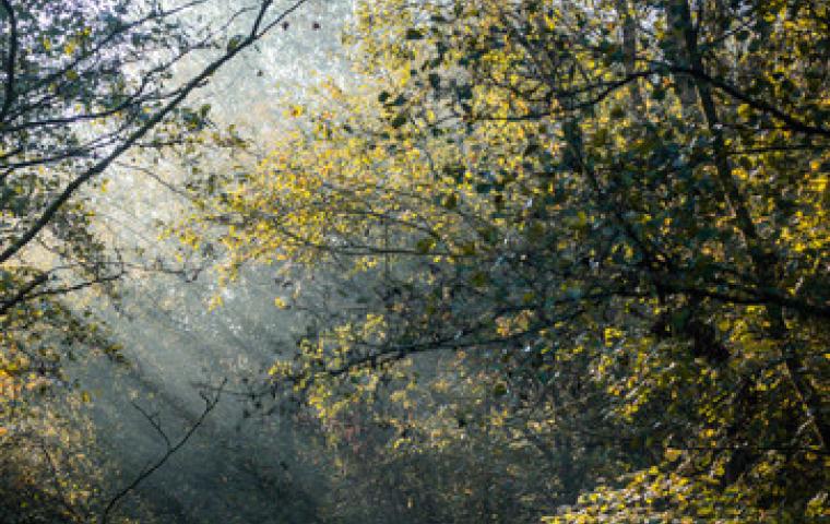Blaasveldbos