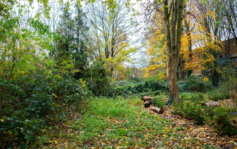Het Maria Van Deyckpark met bomen en een paar omgehakte boomstronken