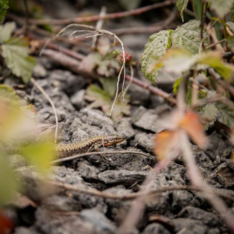 Originele hagedis voor muurschildering