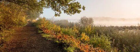 Zicht op het wandelpad, de bomen en het water in het Mechels Broek