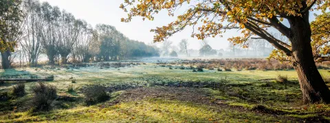 Bomen in de mist langs een weide