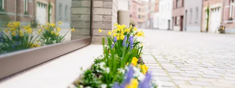 Bloemen in een nieuw aangelegde tegeltuin