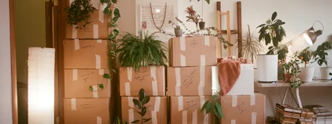 Een kamer vol verhuisdozen en kamerplanten.